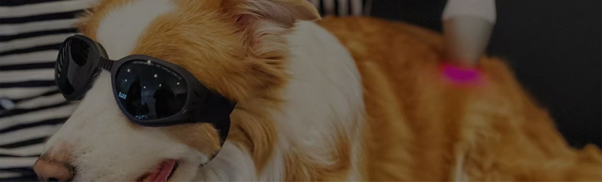 Make pets happiness through laser therapy