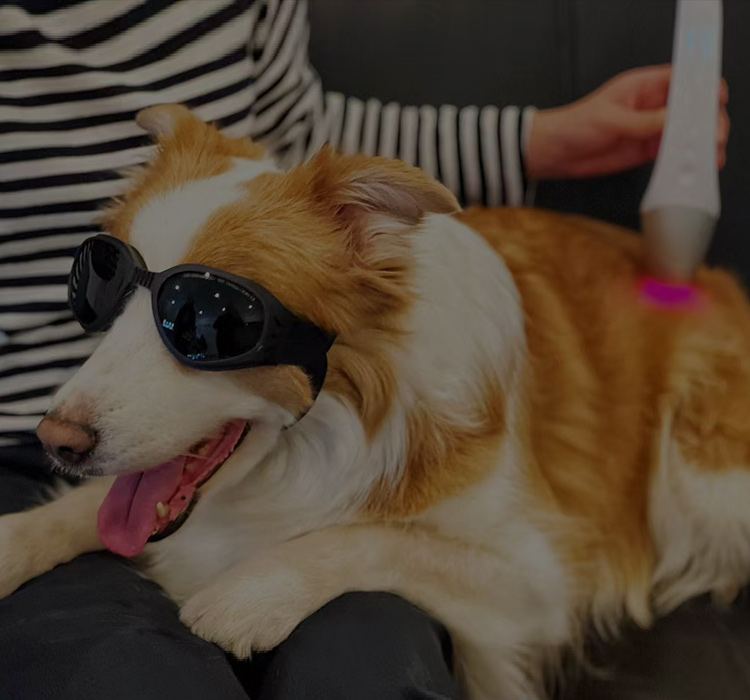 MAKE PETS HAPPINESS THROUGH LASER THERAPY