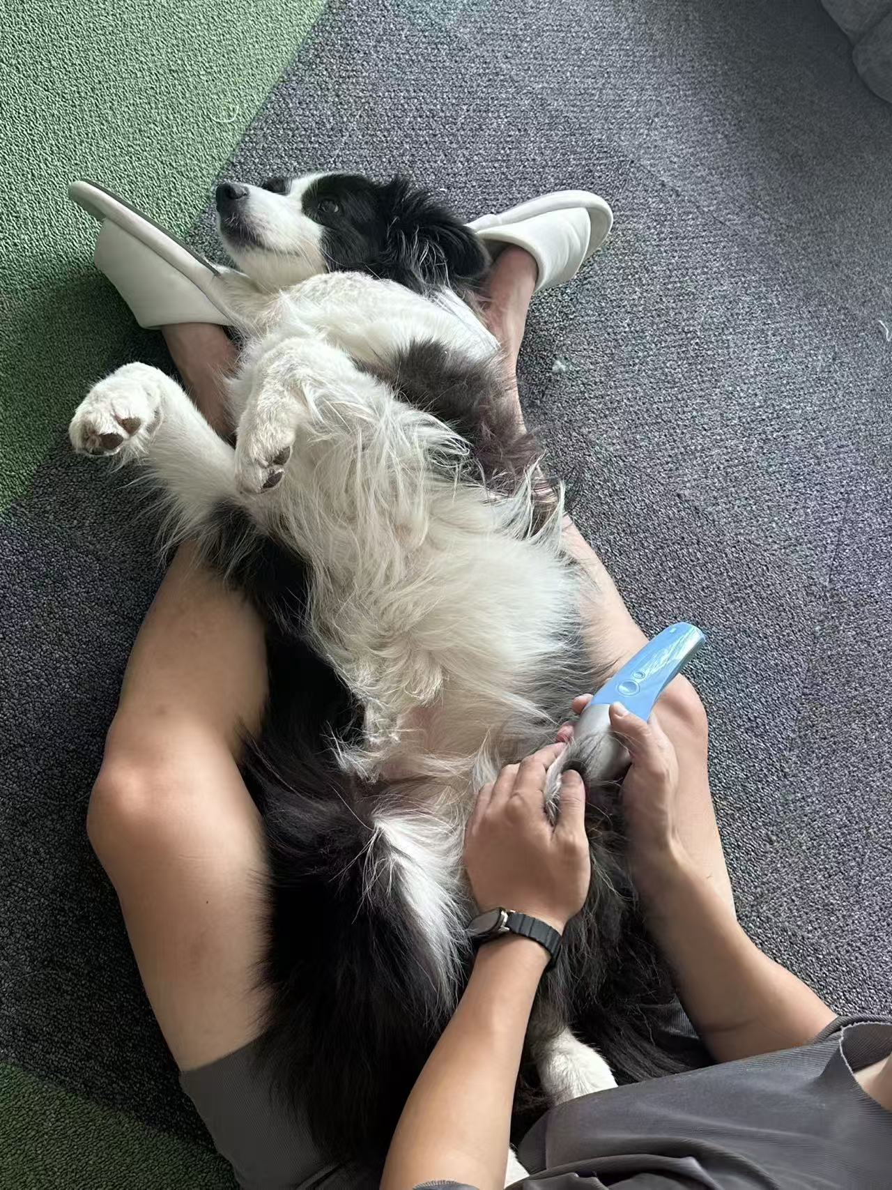 Can you do class 4 laser for pets everyday?